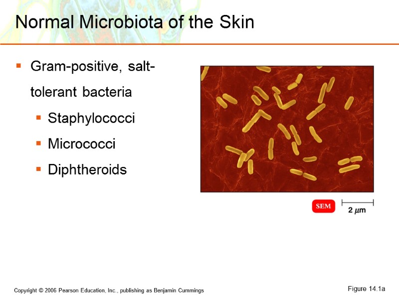 Normal Microbiota of the Skin Gram-positive, salt-tolerant bacteria Staphylococci Micrococci Diphtheroids Figure 14.1a